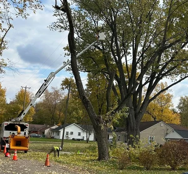 How to Safely and Efficiently Remove Problem Trees in Battle Creek and Calhoun County